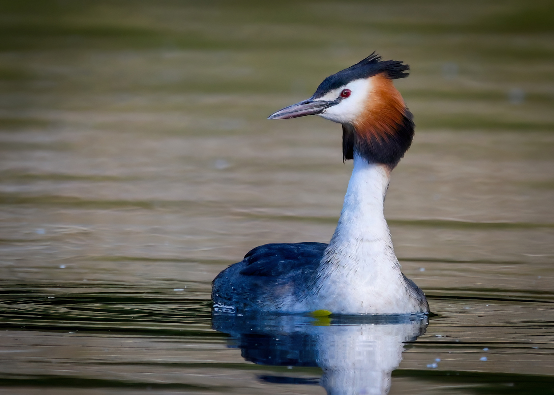 A picture of a Great Crested Grebe on the Thames