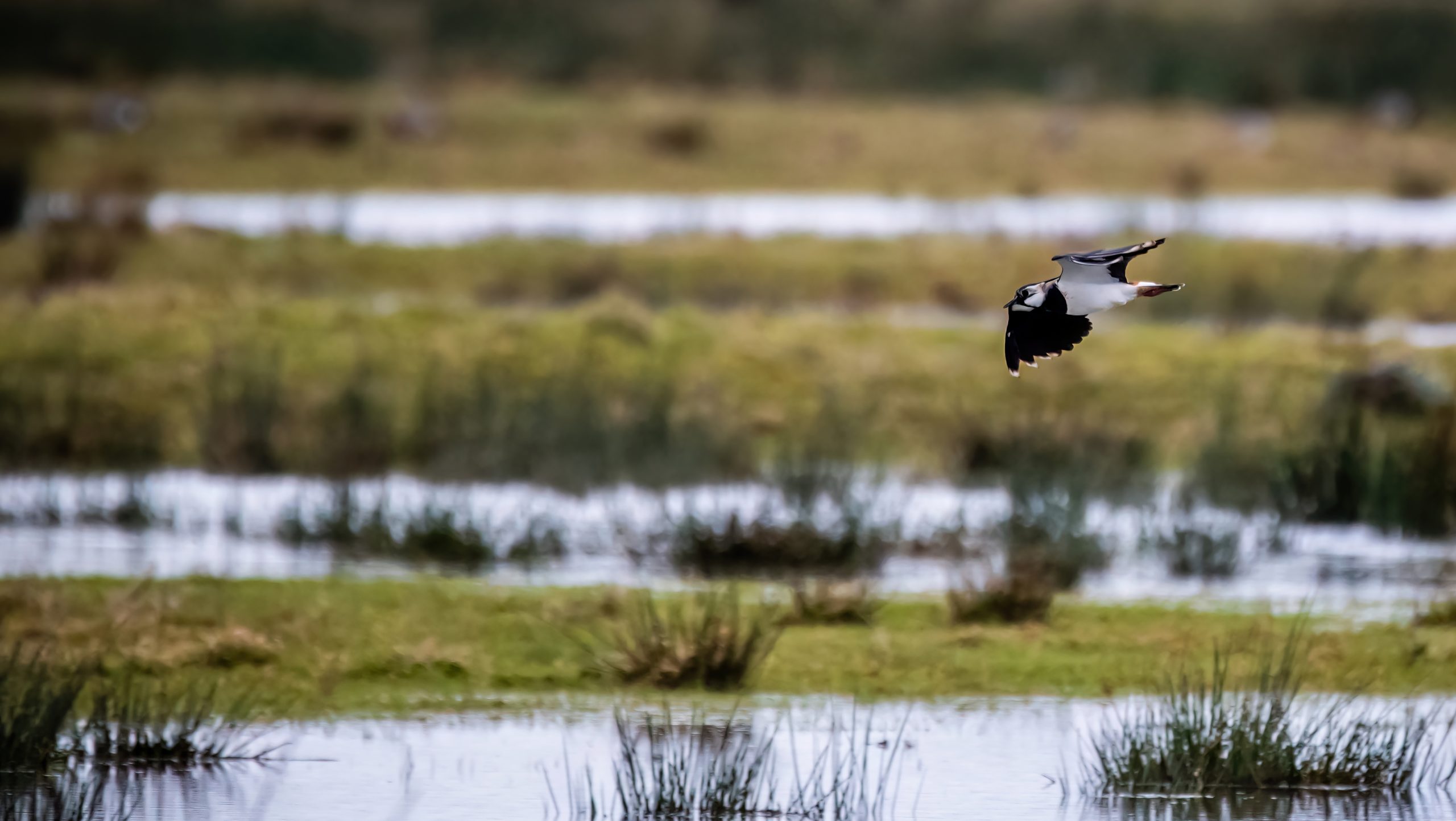A lapwing flying low over flooded fields.