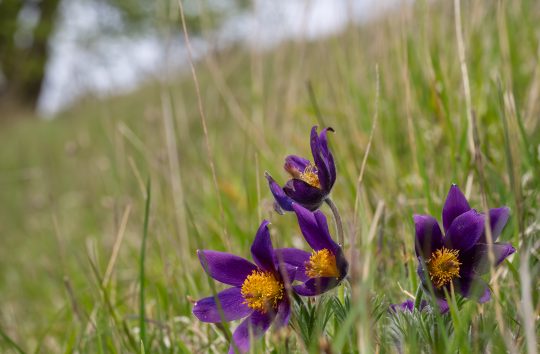 Pasqueflower 5-Hartslock-PeterOrr-April24