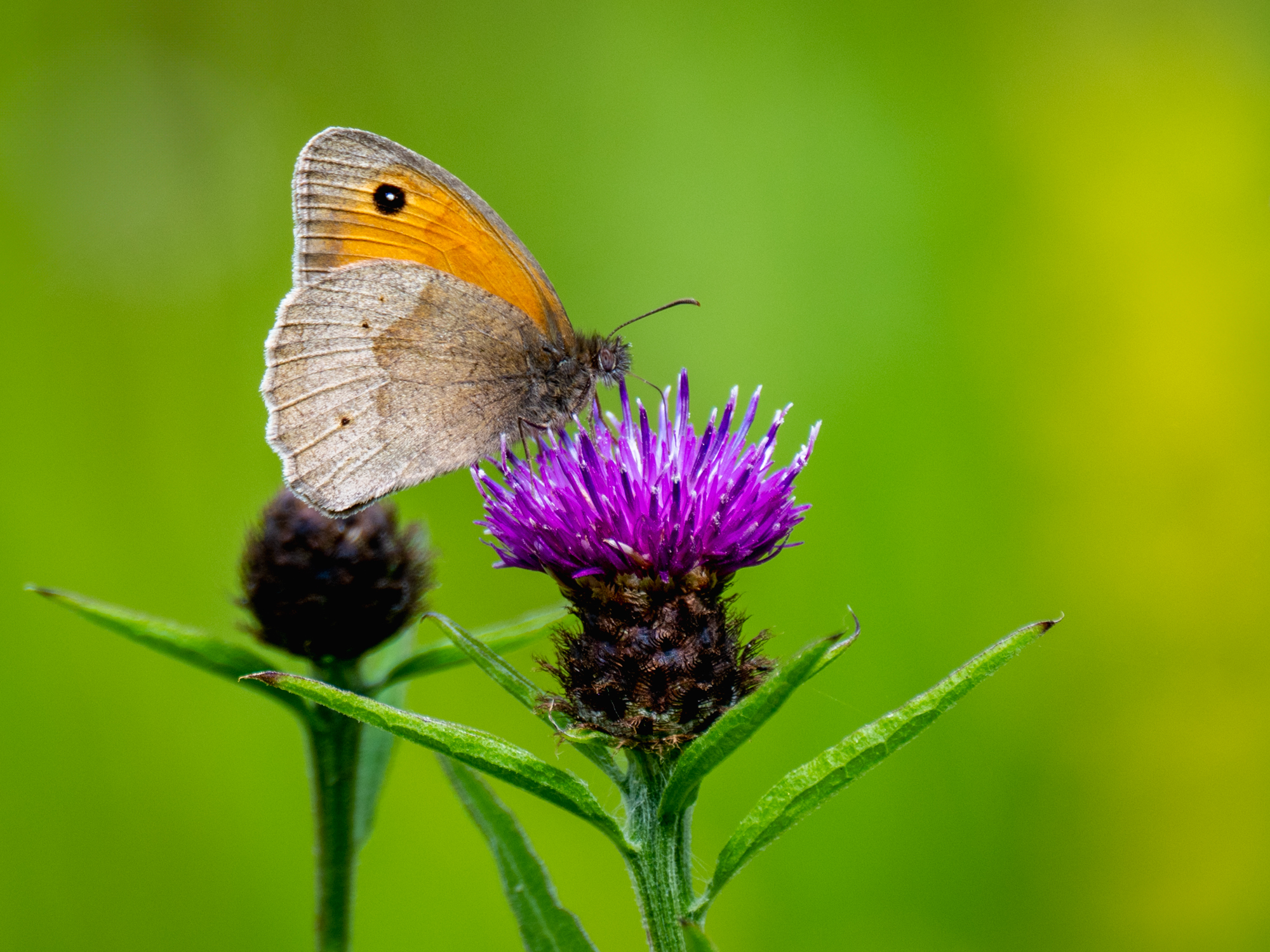 Common Knapweed with Meadow Brown-Shalbourne-PeterOrr-June 2024