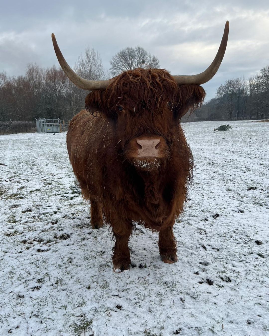 Beale park Highland Cow Rosie Jan 2026