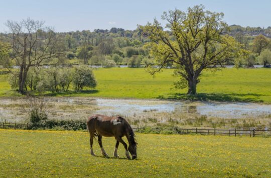 A horse grazing in a meadow near water