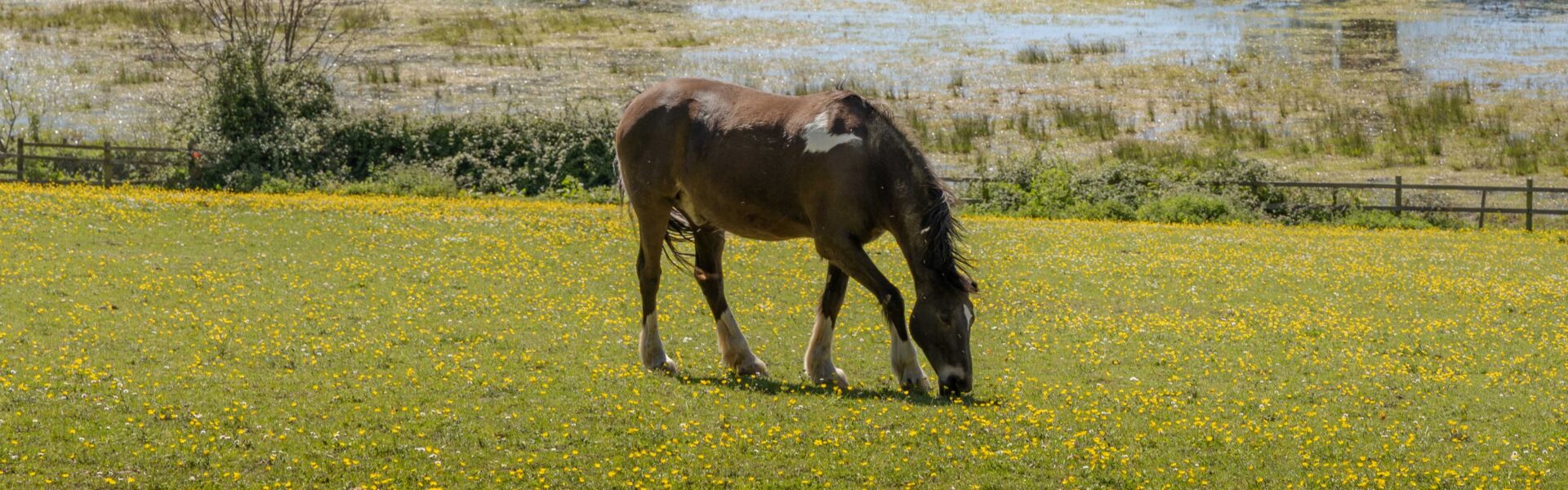 Horse Grazing Management