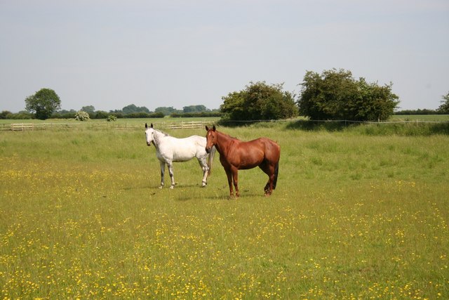 Ponies in meadow