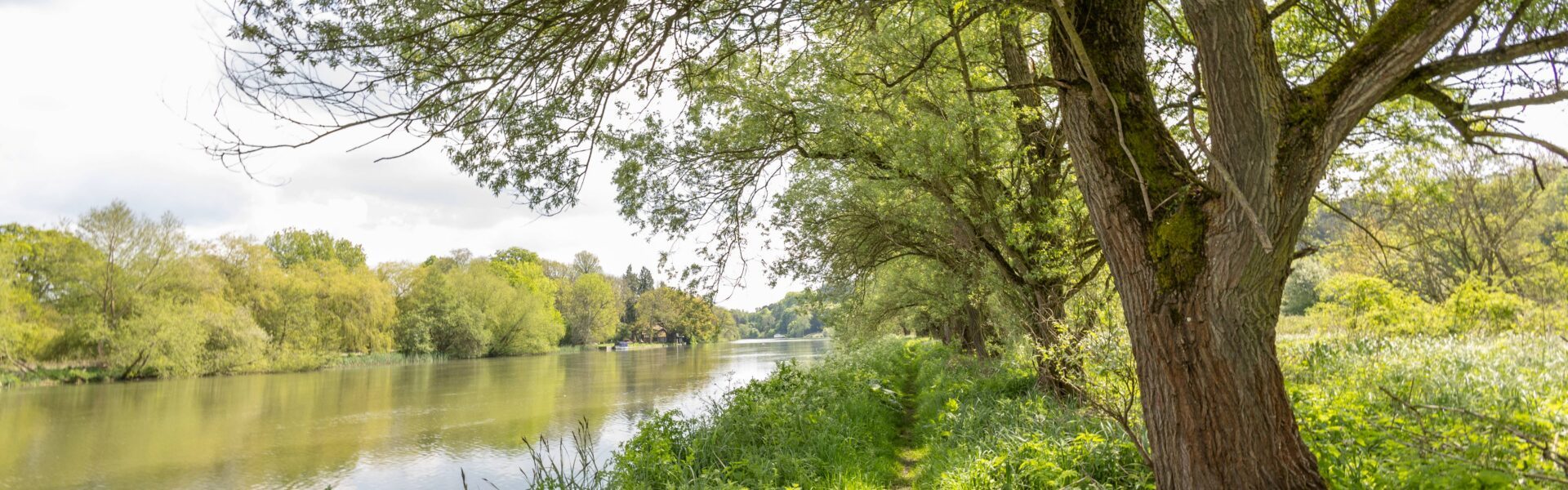 Nature Recovery at Pangbourne Meadows