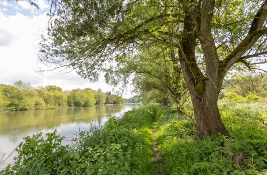 Nature Recovery at Pangbourne Meadows