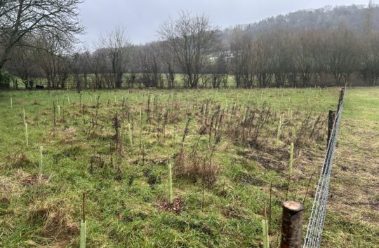 A field with newly planted trees in Goring Gap