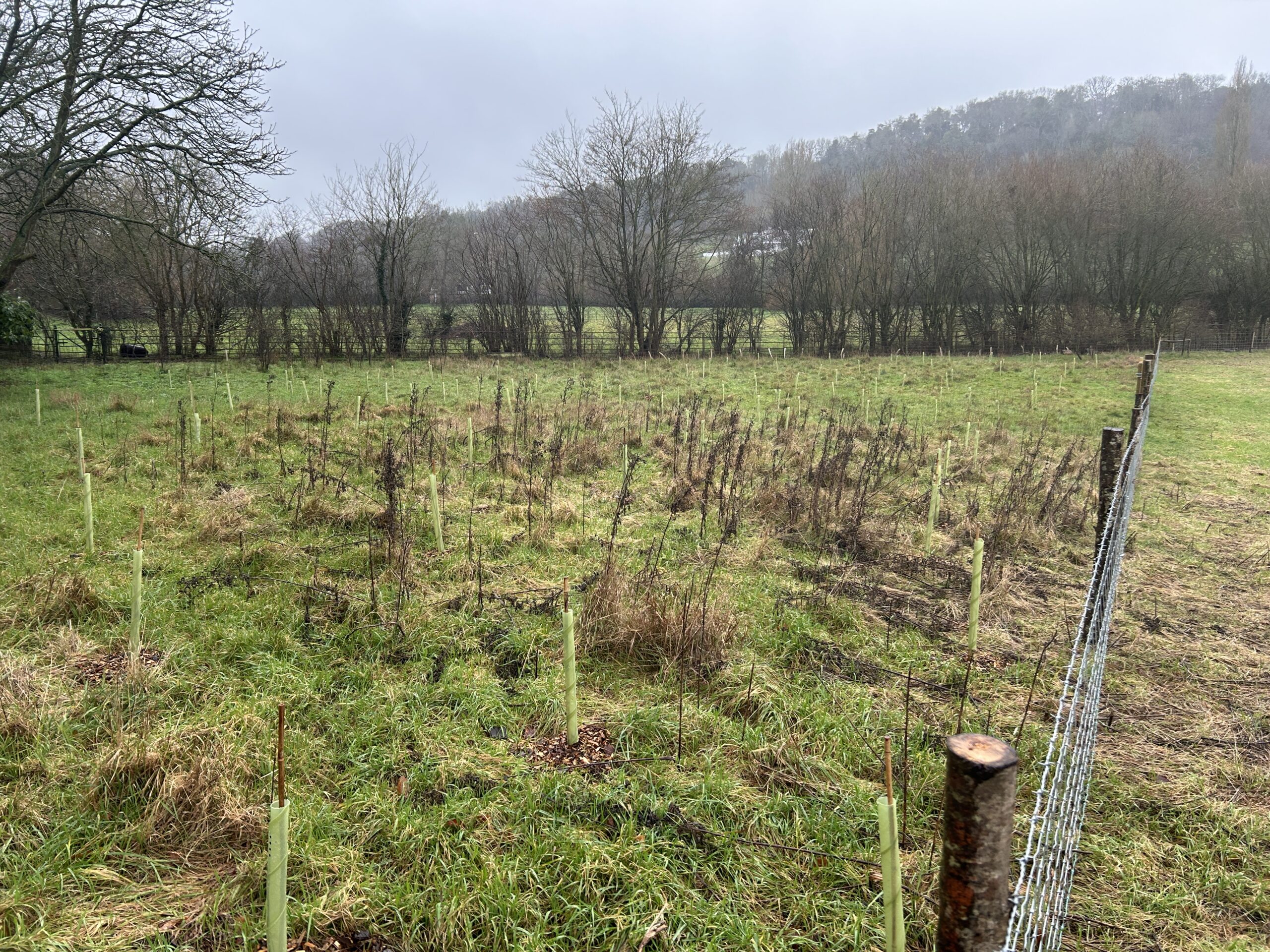 A field with newly planted trees in Goring Gap
