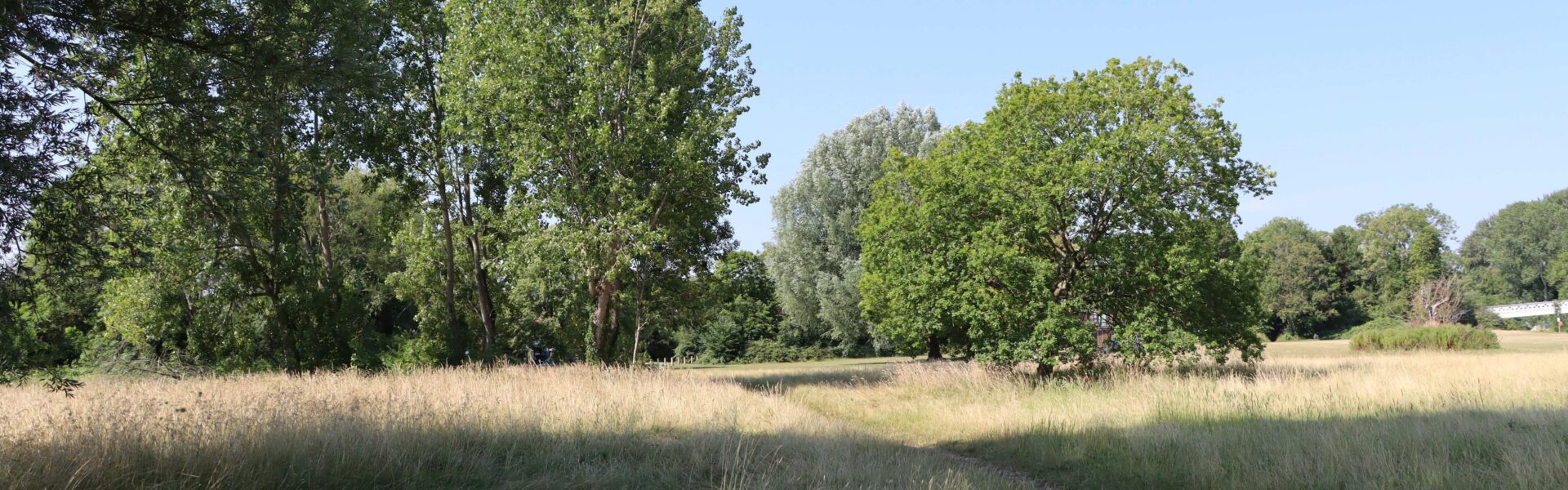 Nature Recovery at Pangbourne Meadows