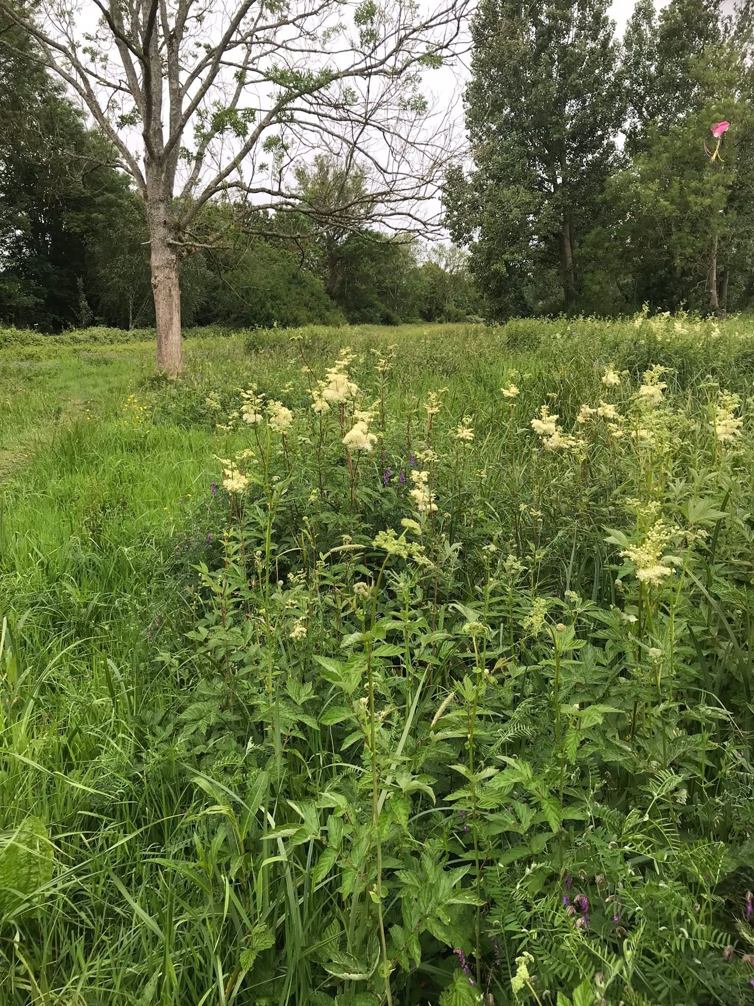 Pangbourne Meadows Pangbourne PC image wildflowers